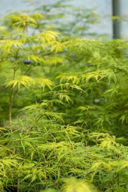 Japanischer ahorn Acer palmatum 'Dissectum' strauch Acer palmatum 'Dissectum' Strauch