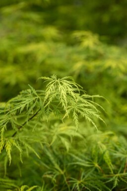 Japanischer ahorn Acer palmatum 'Dissectum' strauch Acer palmatum 'Dissectum' Strauch