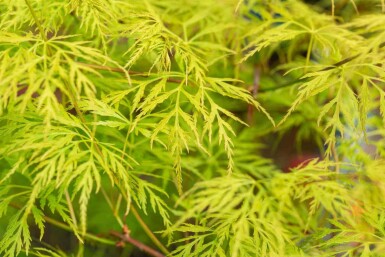 Japanischer ahorn Acer palmatum 'Emerald Lace' strauch Acer palmatum 'Emerald Lace' Strauch