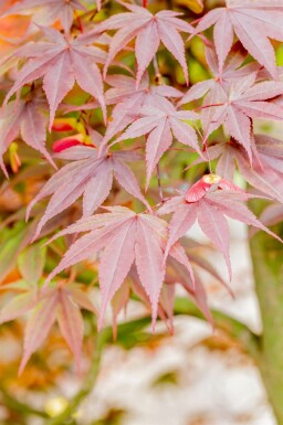 Japanischer ahorn Acer palmatum 'Fireglow' strauch Acer palmatum 'Fireglow'