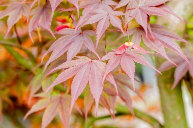 Japanischer ahorn Acer palmatum 'Fireglow' strauch Acer palmatum 'Fireglow'