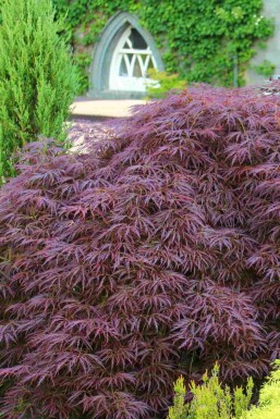 Japanischer ahorn Acer palmatum 'Garnet' strauch Acer palmatum 'Garnet' Strauch