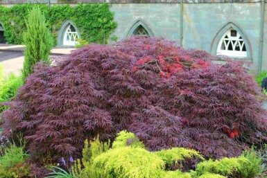 Japanischer ahorn Acer palmatum 'Garnet' strauch Acer palmatum 'Garnet' Strauch