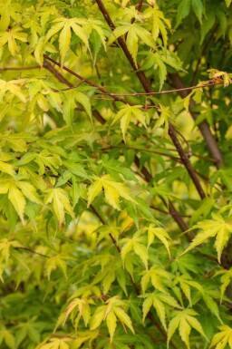 Japanischer ahorn Acer palmatum 'Katsura' strauch Acer palmatum 'Katsura' Strauch