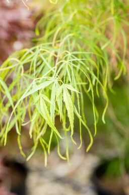 Japanischer ahorn Acer palmatum 'Koto-no-ito' strauch Acer palmatum 'Koto-no-ito'