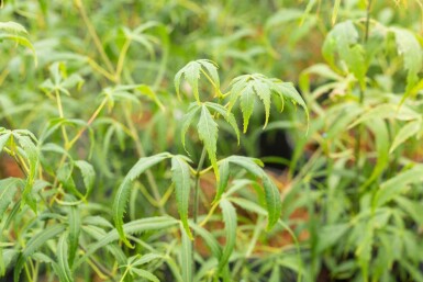 Japanischer ahorn Acer palmatum 'Koto-no-ito' strauch Acer palmatum 'Koto-no-ito' Strauch