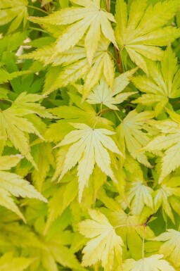 Japanischer ahorn Acer palmatum 'Orange Dream' strauch Acer palmatum 'Orange Dream' Strauch