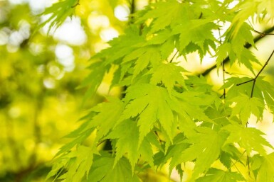 Japanischer ahorn Acer palmatum 'Orange Dream' strauch Acer palmatum 'Orange Dream' Strauch