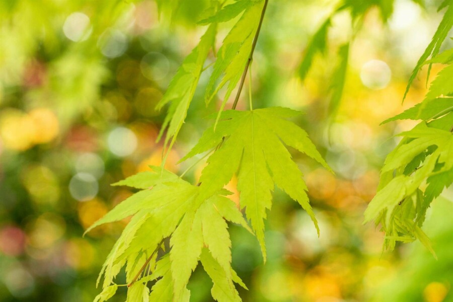 Japanischer ahorn Acer palmatum 'Orange Dream' strauch 50-60 C5 Acer palmatum 'Orange Dream' Strauch 50-60 cm