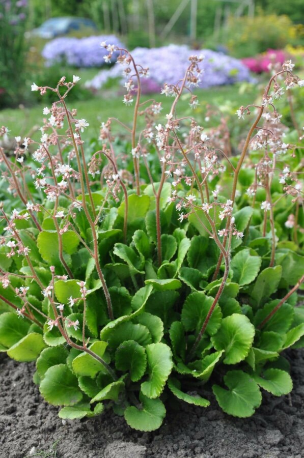 Porzellanblümchen Saxifraga urbium 5-10 Topf 9x9 cm (P9) Saxifraga urbium
