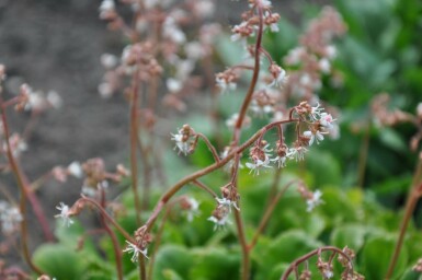 Porzellanblümchen Saxifraga urbium 5-10 Topf 9x9 cm (P9) Saxifraga urbium