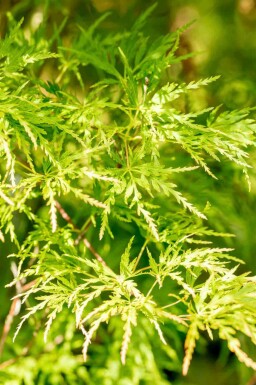 Japanischer ahorn Acer palmatum 'Seiryu' strauch Acer palmatum 'Seiryu' Strauch