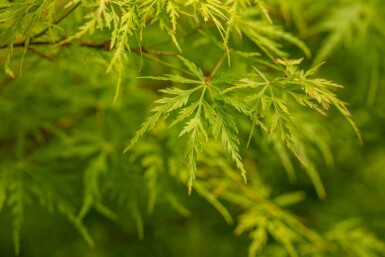 Japanischer ahorn Acer palmatum 'Seiryu' strauch Acer palmatum 'Seiryu' Strauch
