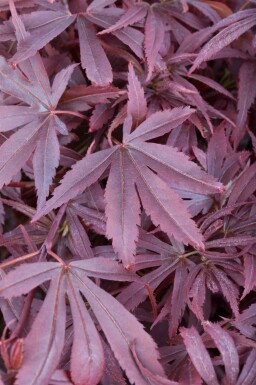 Japanischer ahorn Acer palmatum 'Shaina' strauch Acer palmatum 'Shaina' Strauch