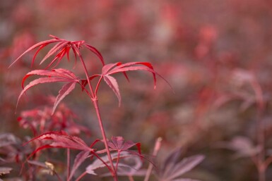Japanischer ahorn Acer palmatum 'Shaina' strauch Acer palmatum 'Shaina' Strauch