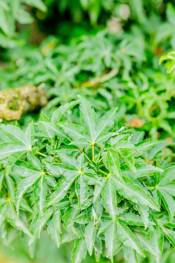 Japanischer ahorn Acer palmatum 'Shishigashira' strauch Acer palmatum 'Shishigashira' Strauch