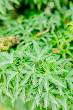 Japanischer ahorn Acer palmatum 'Shishigashira' strauch Acer palmatum 'Shishigashira' Strauch