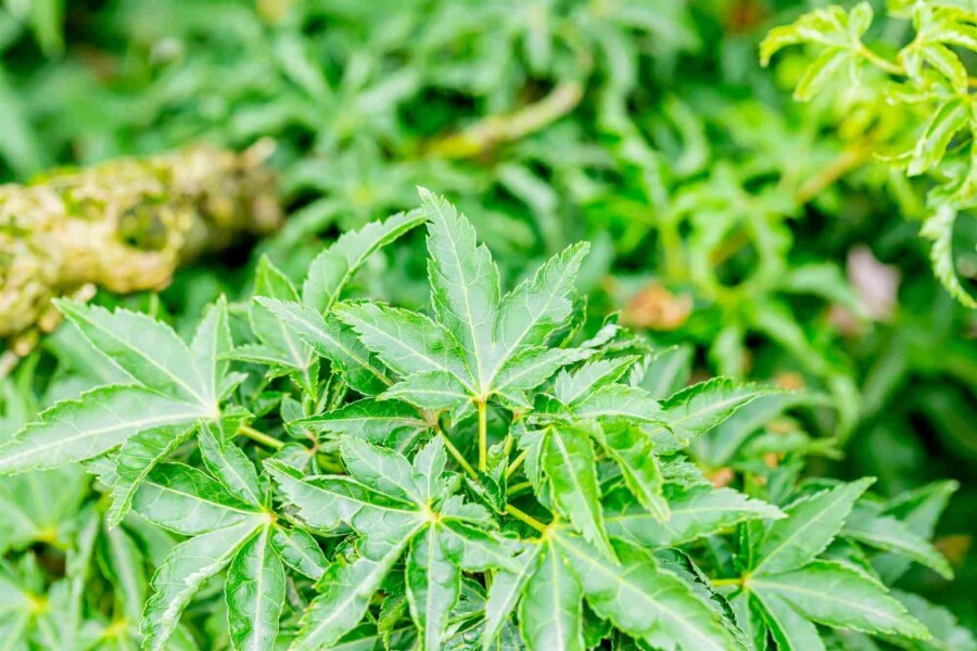 Japanischer ahorn Acer palmatum 'Shishigashira' strauch Acer palmatum 'Shishigashira' Strauch