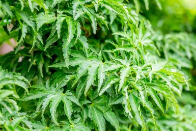 Japanischer ahorn Acer palmatum 'Shishigashira' strauch Acer palmatum 'Shishigashira' Strauch