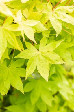 Japanischer ahorn Acer palmatum 'Summer Gold' strauch Acer palmatum 'Summer Gold' Strauch