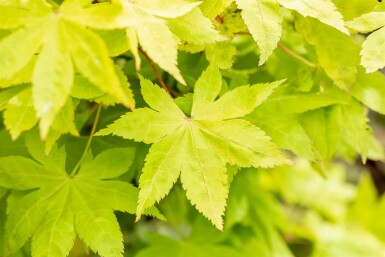 Japanischer ahorn Acer palmatum 'Summer Gold' strauch Acer palmatum 'Summer Gold' Strauch