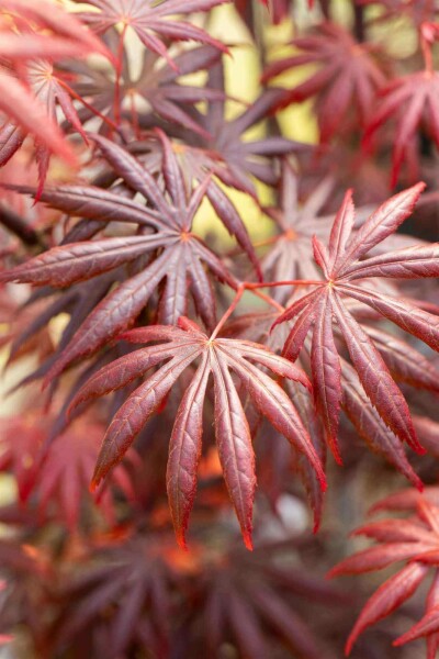 Japanischer ahorn Acer palmatum 'Trompenburg' strauch 40-60 C3 Acer palmatum 'Trompenburg' Strauch 40-60 cm