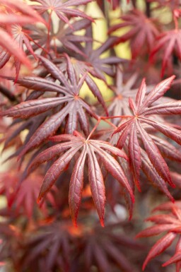 Japanischer ahorn Acer palmatum 'Trompenburg' strauch Acer palmatum 'Trompenburg' Strauch