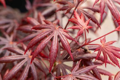 Japanischer ahorn Acer palmatum 'Trompenburg' strauch Acer palmatum 'Trompenburg' Strauch