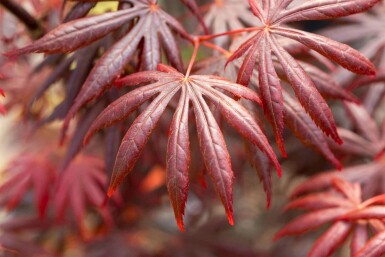 Japanischer ahorn Acer palmatum 'Trompenburg' strauch 40-60 C3 Acer palmatum 'Trompenburg' Strauch 40-60 cm