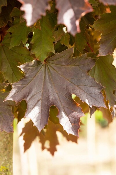 Spitzahorn Acer platanoides 'Crimson Sentry' strauch Acer platanoides 'Crimson Sentry' Strauch