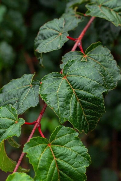Japanischer streifenahorn Acer rufinerve strauch Acer rufinerve Strauch