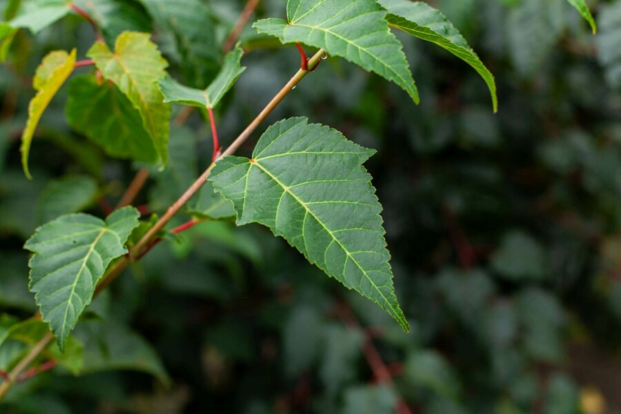 Japanischer streifenahorn Acer rufinerve strauch Acer rufinerve Strauch