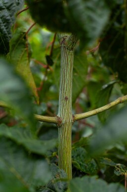 Japanischer streifenahorn Acer rufinerve strauch Acer rufinerve Strauch