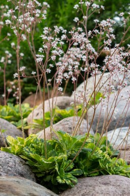 Porzellanblümchen Saxifraga urbium 'Variegata' 5-10 Topf 9x9 cm (P9)