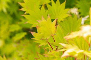 Goldahorn Acer shirasawanum 'Aureum' strauch Acer shirasawanum 'Aureum' Strauch