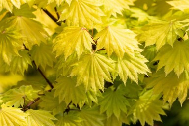 Goldahorn Acer shirasawanum 'Aureum' strauch Acer shirasawanum 'Aureum' Strauch