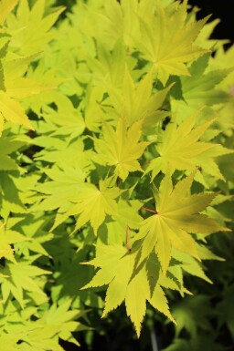 Japanischer ahorn Acer shirasawanum 'Jordan' strauch Acer shirasawanum 'Jordan' Strauch