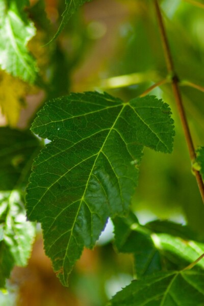 Feuerahorn Acer tataricum 'Ginnala' strauch Acer tataricum 'Ginnala' Strauch