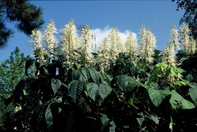 Strauchkastanie Aesculus parviflora strauch Aesculus parviflora Strauch