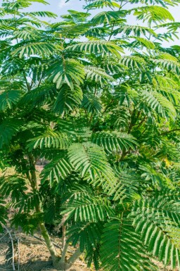 Seidenbaum Albizia julibrissin strauch Albizia julibrissin Strauch
