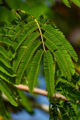 Seidenbaum Albizia julibrissin 'Ombrella' strauch Albizia julibrissin 'Ombrella' Strauch