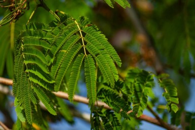 Seidenbaum Albizia julibrissin 'Ombrella' strauch Albizia julibrissin 'Ombrella' Strauch
