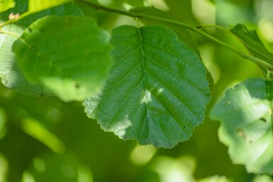 Roterle Alnus glutinosa strauch Alnus glutinosa Strauch