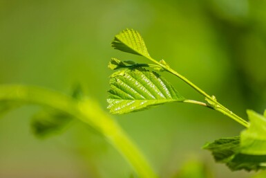 Roterle Alnus glutinosa strauch Alnus glutinosa Strauch
