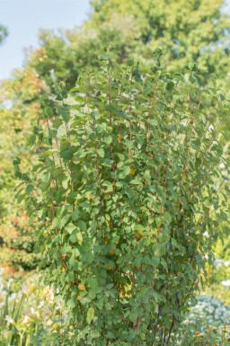 Felsenbirne Amelanchier alnifolia 'Obelisk' strauch Amelanchier alnifolia 'Obelisk' Strauch