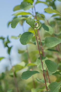 Felsenbirne Amelanchier alnifolia 'Obelisk' strauch Amelanchier alnifolia 'Obelisk' Strauch