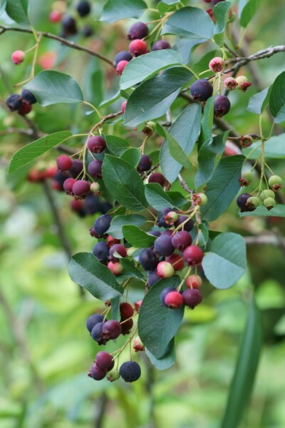 Felsenbirne Amelanchier canadensis Strauch 60-80 C3 Amelanchier canadensis Strauch 60-80 cm