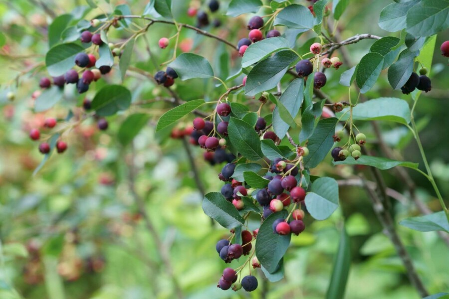 Felsenbirne Amelanchier canadensis Strauch 60-80 C3 Amelanchier canadensis Strauch 60-80 cm