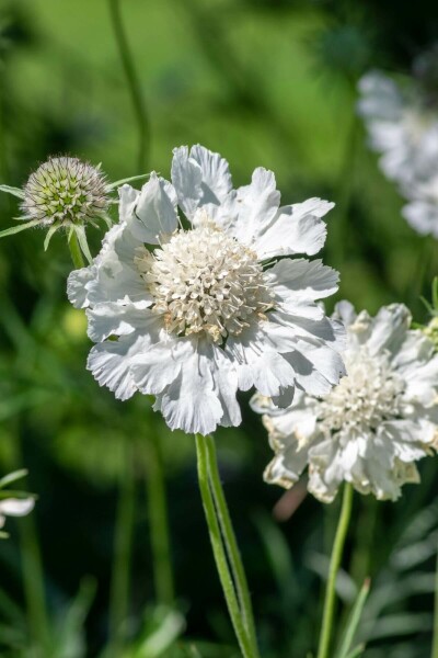 Scabiosa caucasica 'Perfecta Alba'