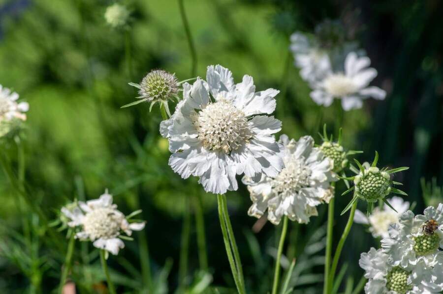 Garten Skabiose Scabiosa caucasica 'Perfecta Alba' 5-10 Topf 9x9 cm (P9) Scabiosa caucasica 'Perfecta Alba'